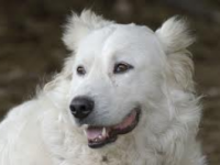 Tavenna, bimbo dilaniato da pastore abruzzese